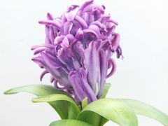 -双季花艺园艺市场(浦东店)