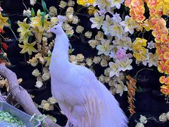 -正佳雨林生态植物园