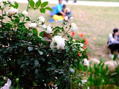 -人民公园(罗湖区)