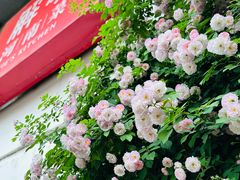 -解家河南菜(商鼎路店)