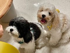 -帕帕拉兹宠物(亚洲旗舰店)