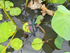 -梁鸿国家湿地公园