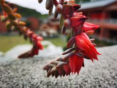 -石峰岩寺