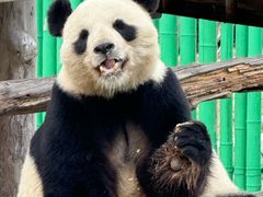 -西霞口神雕山野生动物世界