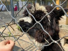 -长白岛森林公园