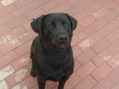 -趣玩宠物乐园寄养训犬训狗游泳池