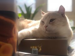 -宠爱国际动物医院· 猫科· 外科·中兽医(长白店)