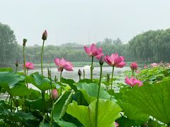 -东郊湿地公园