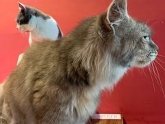 -猫色咖啡·猫咖
