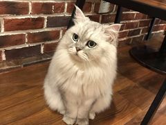 -猫友咖啡店(玉林西路店)