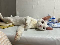 -佳雯宠物医院·皮肤科·内外科(春晓路分院)