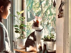 -海边的猫和咖啡馆