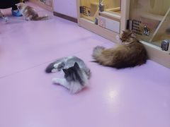 -爪爪喵星球·猫舍(前海卓越店)