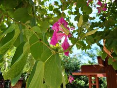 -三亚珠江南田温泉度假区