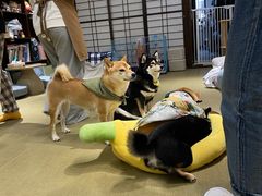 -逗柴咖啡屋·狗咖猫咖宠物桌游