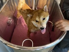 -PETKIT小佩宠物·低压洗护(国顺东路店)