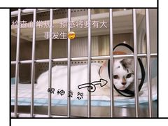 -艾贝尔宠物医院·24H转诊中心·肿瘤猫专科(江宁双龙店)