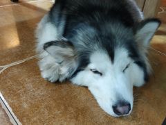-李小姐の猫咖啡馆(五角场店)
