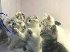 -喵的天空名猫咖啡馆·撸猫·猫舍·用品