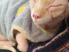 -猫腻·猫咖·撸猫馆(星光大道店)