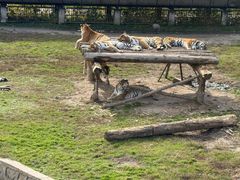 -横道河子东北虎林园