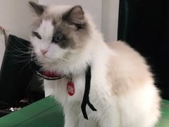 -喵喵咪呀布偶猫咖(春熙路店)