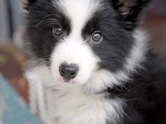 -翊宠yipet猫狗购宠庄园犬舍•猫舍