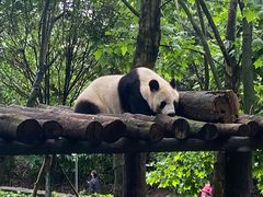 -都江堰中华大熊猫苑