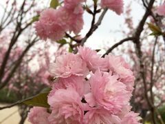 -天适樱花悠乐园