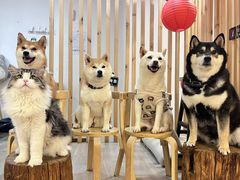 -柴迷FANS CLUB·柴犬狗咖·猫咖
