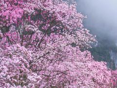 -九皇山景区
