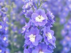 -径山花海