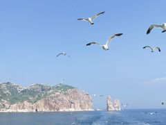 -长岛万鸟岛