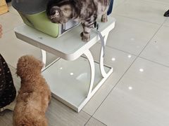 -全心全意连锁动物医院·微创中心·内科急重症·心脏专科(丰管路店)