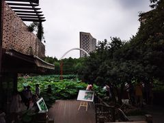 -陈家山荷花公园