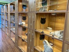 -猫十亿·布偶金渐层·曼基康矮脚猫舍(青年路店)