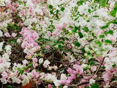 -深圳国际园林花卉博览园