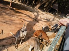 -深圳野生动物园