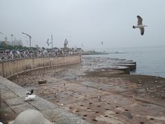 -星海湾跨海大桥