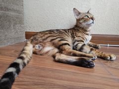-猫友咖啡店(玉林西路店)