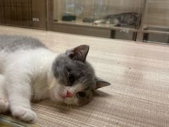 -飞行喵MR PILOT|猫舍·猫咖(静安大融城店)