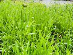 -长田漾湿地公园