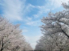 -天王浮山樱花园