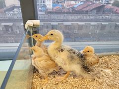 -怪兽屋·羊驼·猫咖·狗咖(俊华广场店)