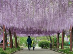 -嘉定紫藤园