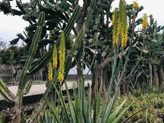 -天适樱花悠乐园
