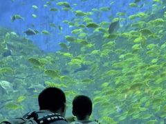 -芜湖新华联大白鲸海洋公园