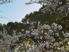 -高东镇樱花园