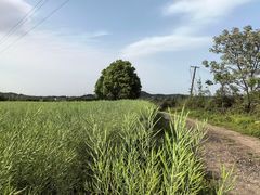 -郴州特产舜华临武鸭(郴州西站店)