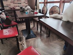 -蓝鲸·缅因猫舍